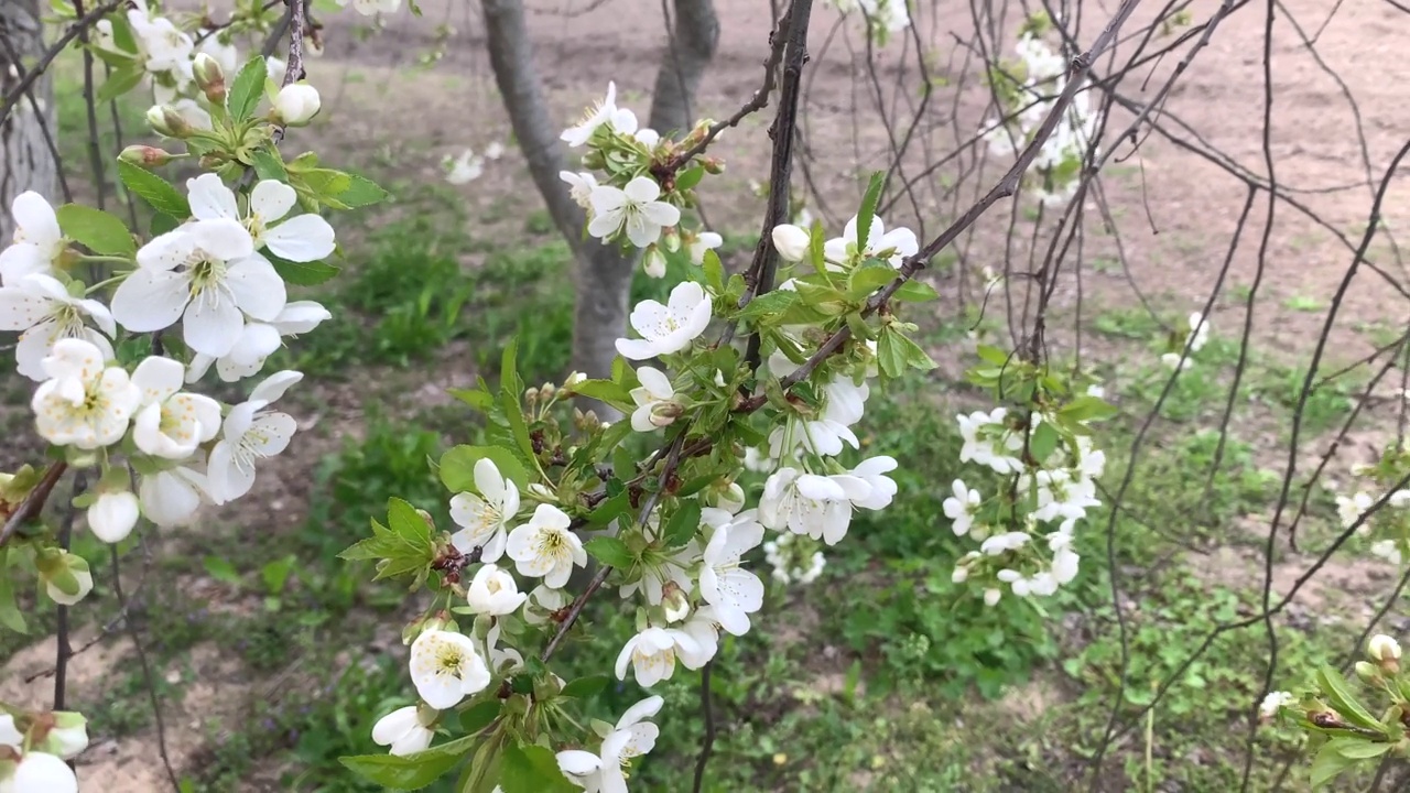 樱桃的花。樱桃树的树枝开满了花。娇嫩的白色樱花视频素材