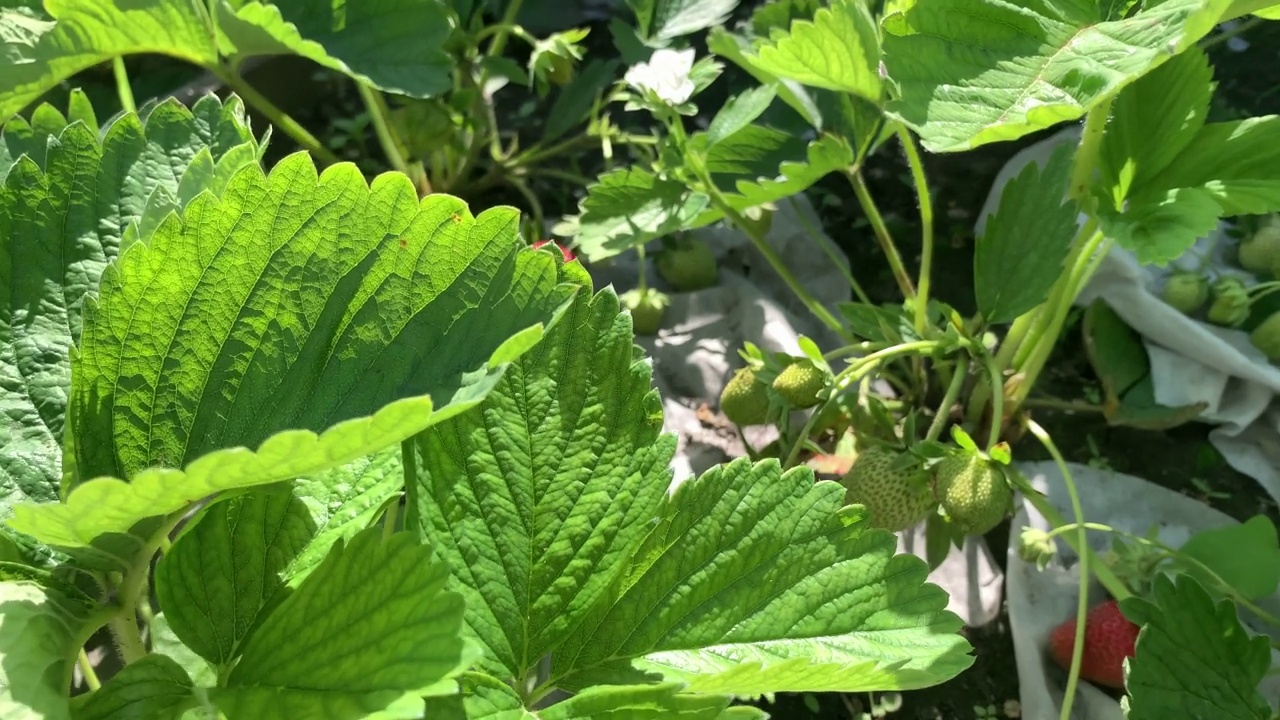 草莓，熟透的草莓特写。在花圃中成熟的草莓的浆果。草莓加农用纤维视频素材