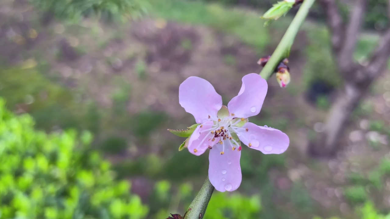 春天的花朵在大自然的树枝上绽放视频素材