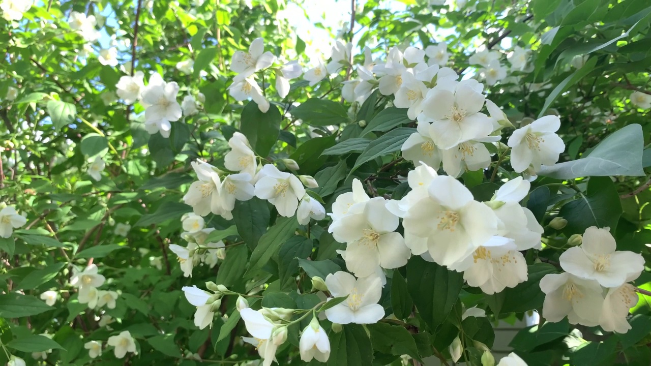 茉莉花。阳光下的茉莉花，娇嫩洁白的花朵。春天的花视频素材