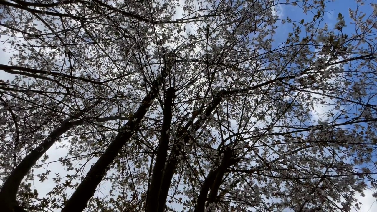 春天的花朵在大自然的树枝上绽放视频素材