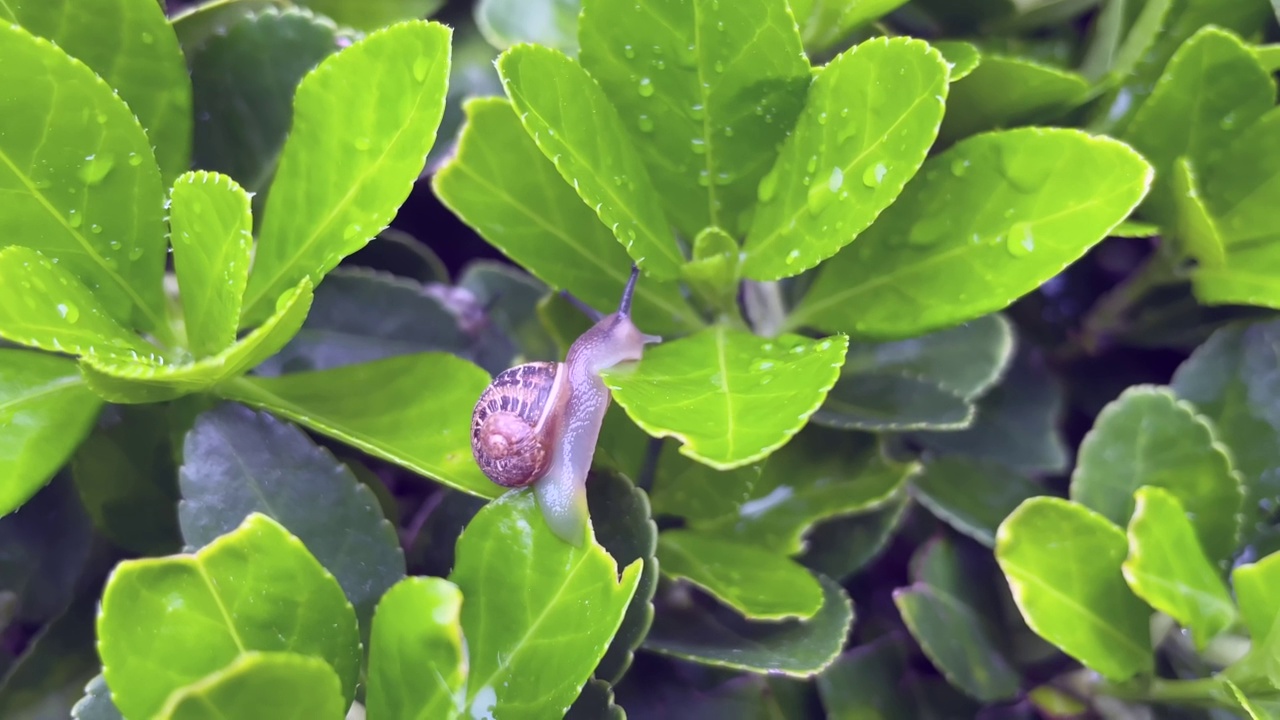 在绿叶植物上拍摄蜗牛视频素材