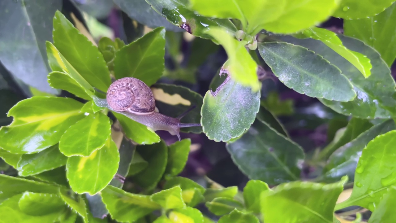 在绿叶植物上拍摄蜗牛视频素材