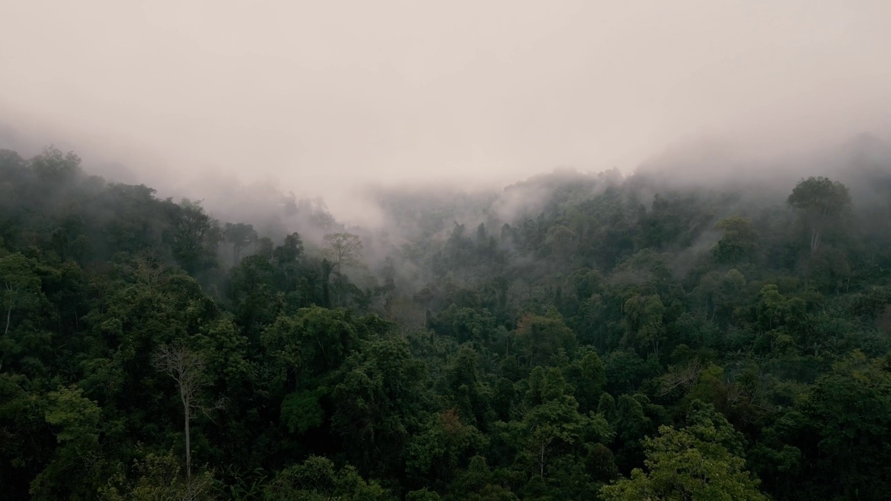 从无人机热带雨林鸟瞰图，山上有很多雾和薄雾视频素材