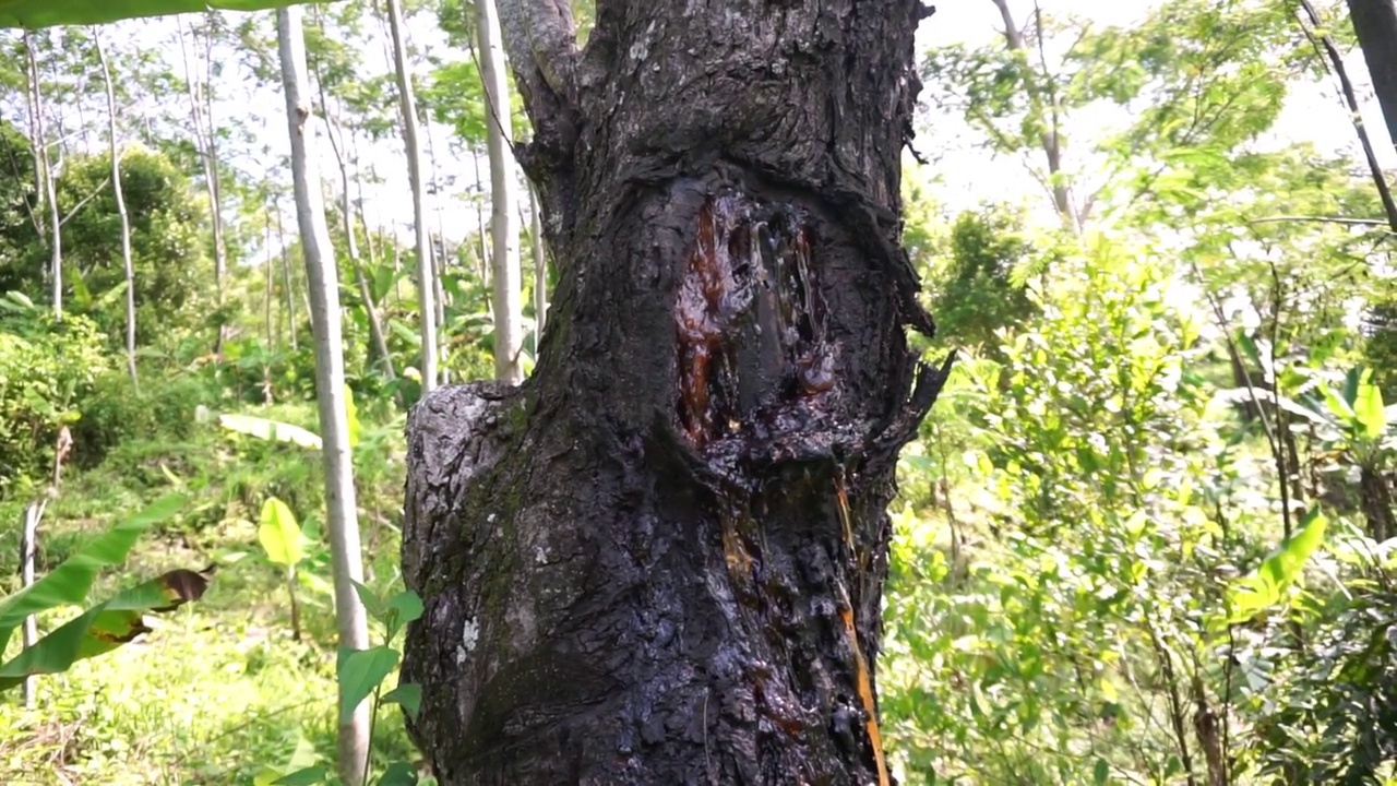 老黑松的汁液，在种植园里视频素材