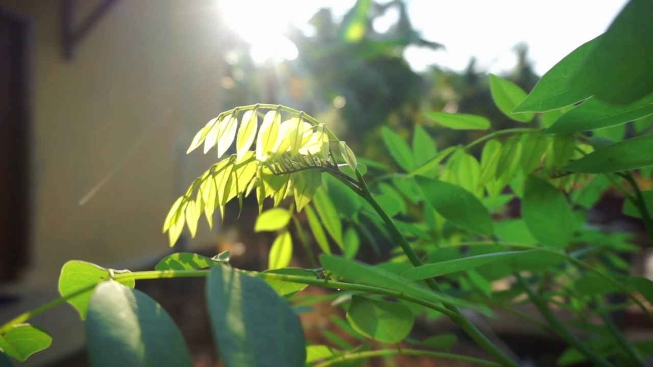 花园里美丽的花园里的花看起来是绿色的视频素材