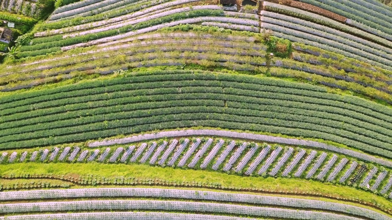 无人机拍摄的印尼Magelang Butuh村的菜地视频素材