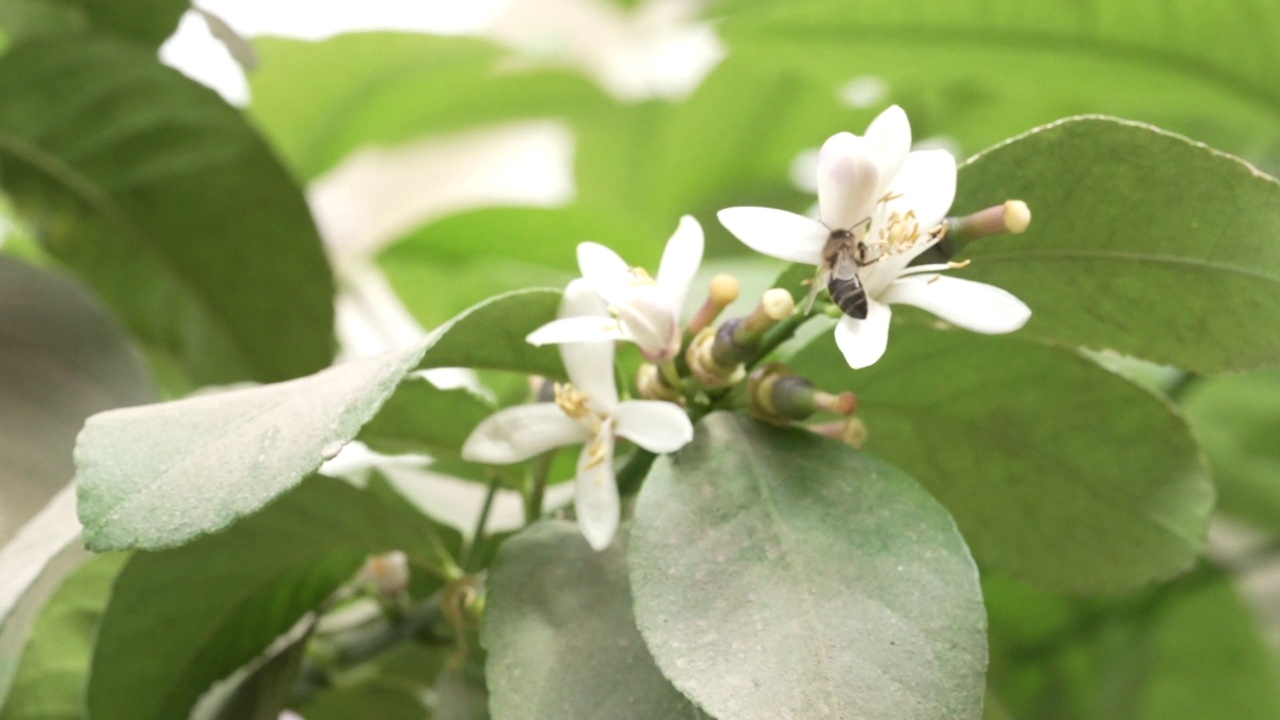 蜜蜂在吃柠檬树的花视频素材