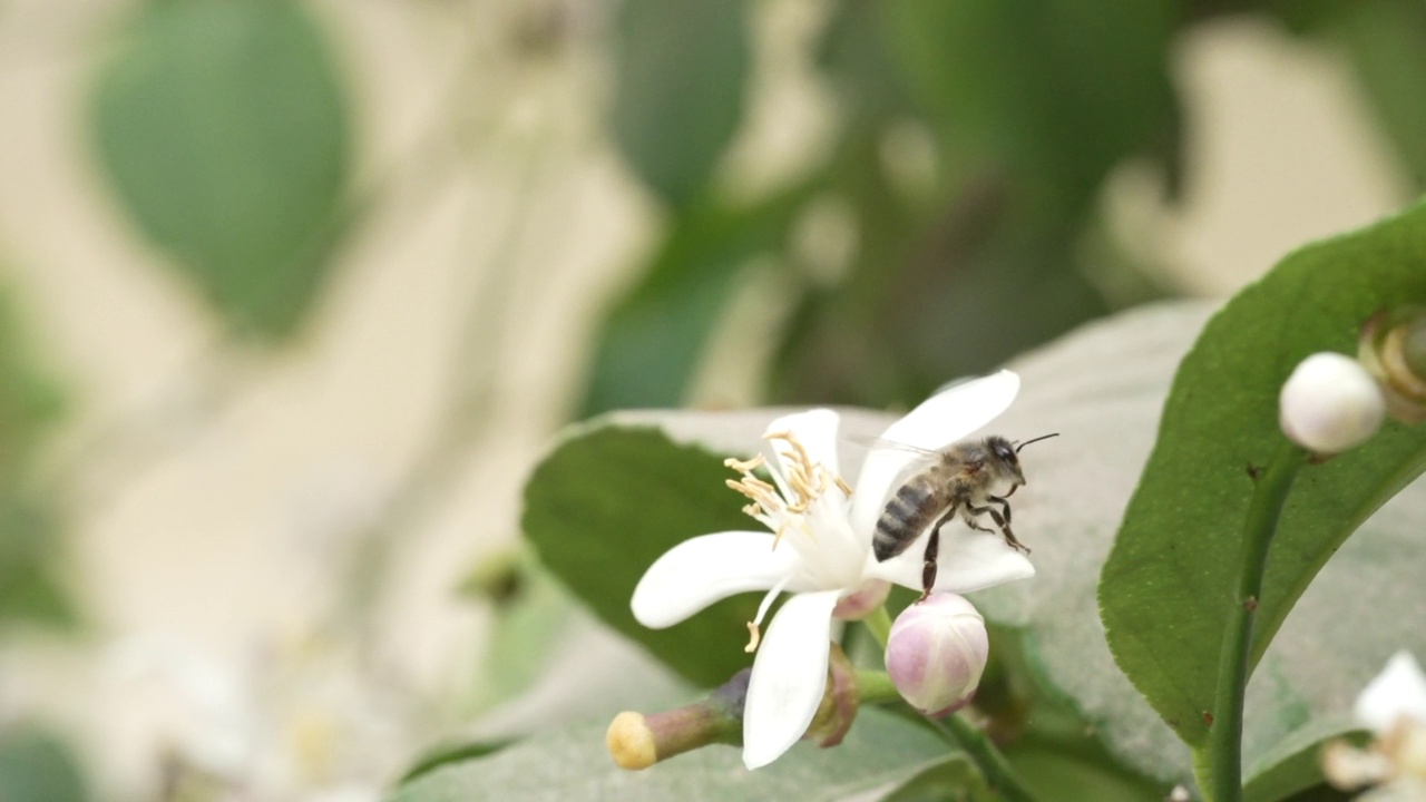 蜜蜂在吃柠檬树的花视频下载