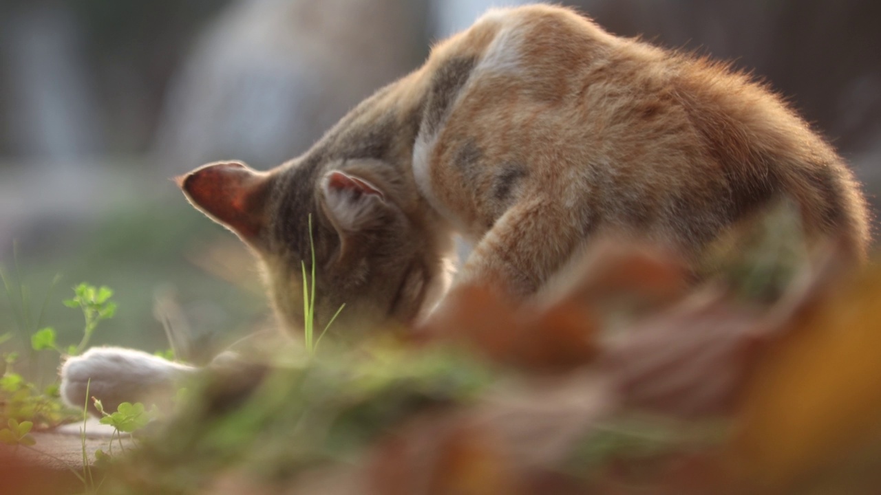 那只猫视频素材