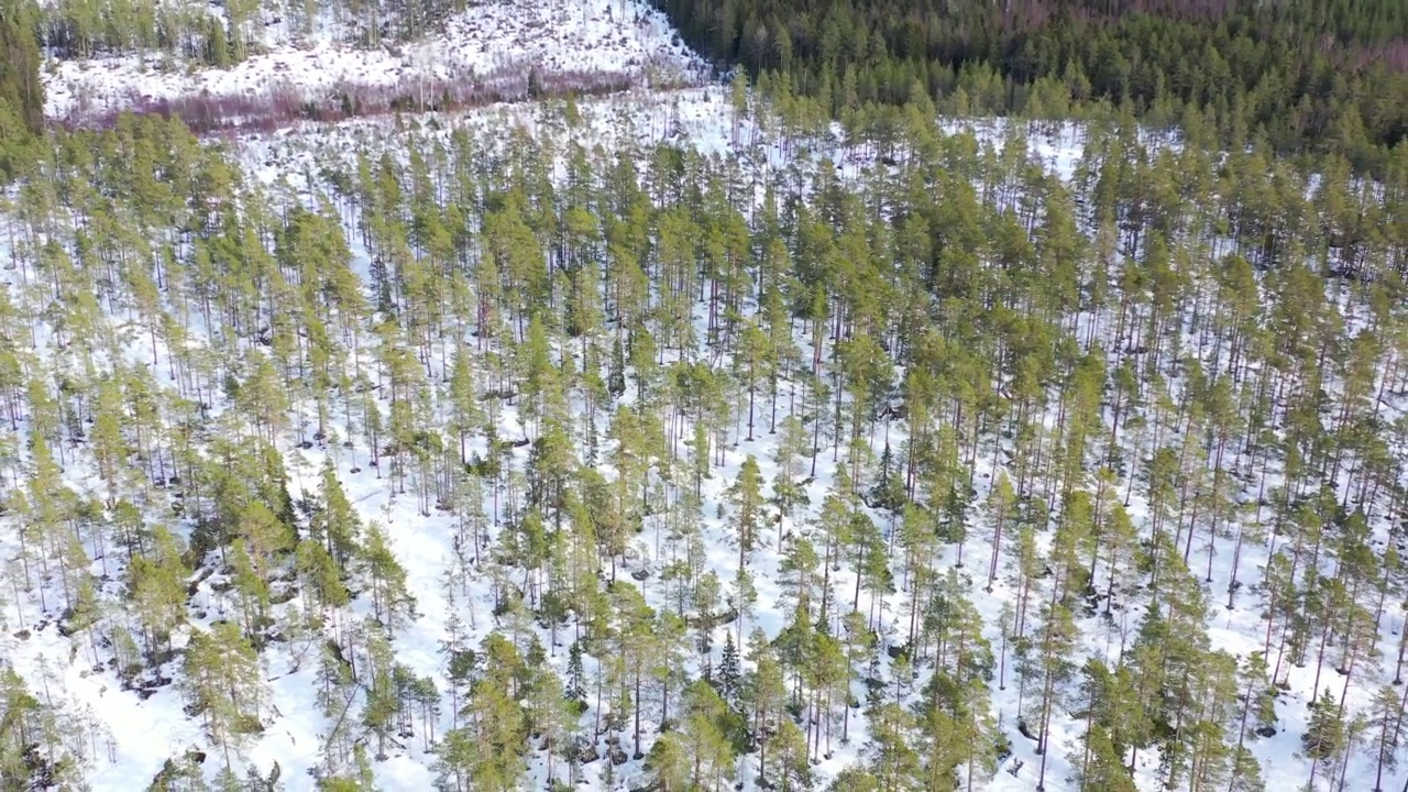 雪山上稀疏的原始松林视频素材