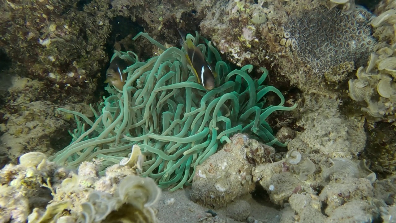 荧光海葵中的小丑鱼。红海海葵鱼或三带海葵鱼-双棘海葵。埃及红海视频素材