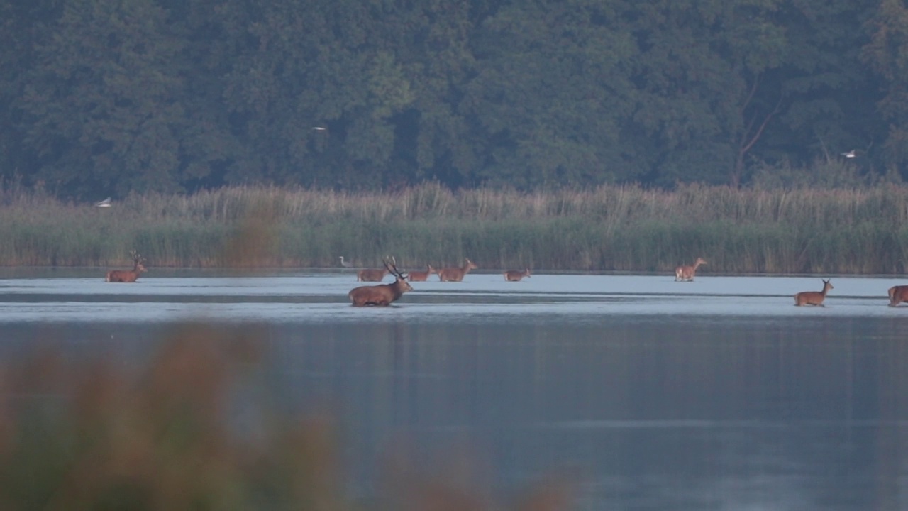 马鹿(Cervus elaphus)视频素材