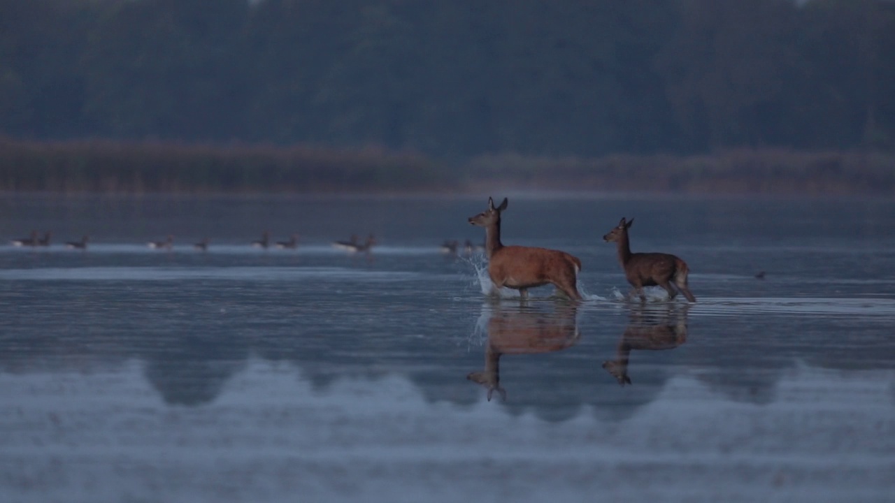 马鹿(Cervus elaphus)视频素材