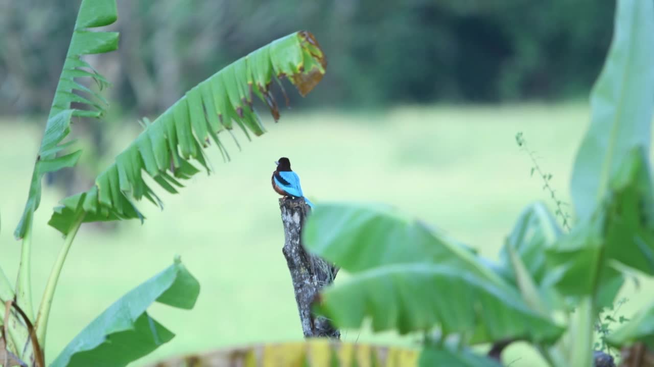 斯里兰卡的翠鸟视频素材