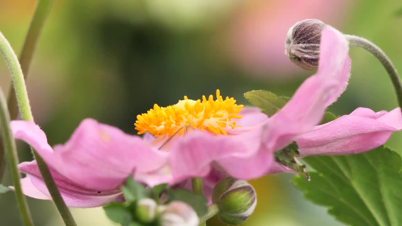 蜜蜂从海葵花中采集花蜜。视频素材