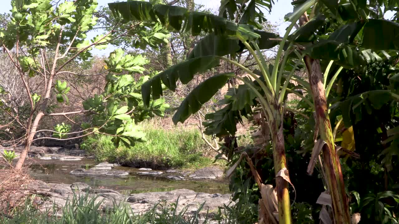 风吹着河边的野香蕉树视频下载