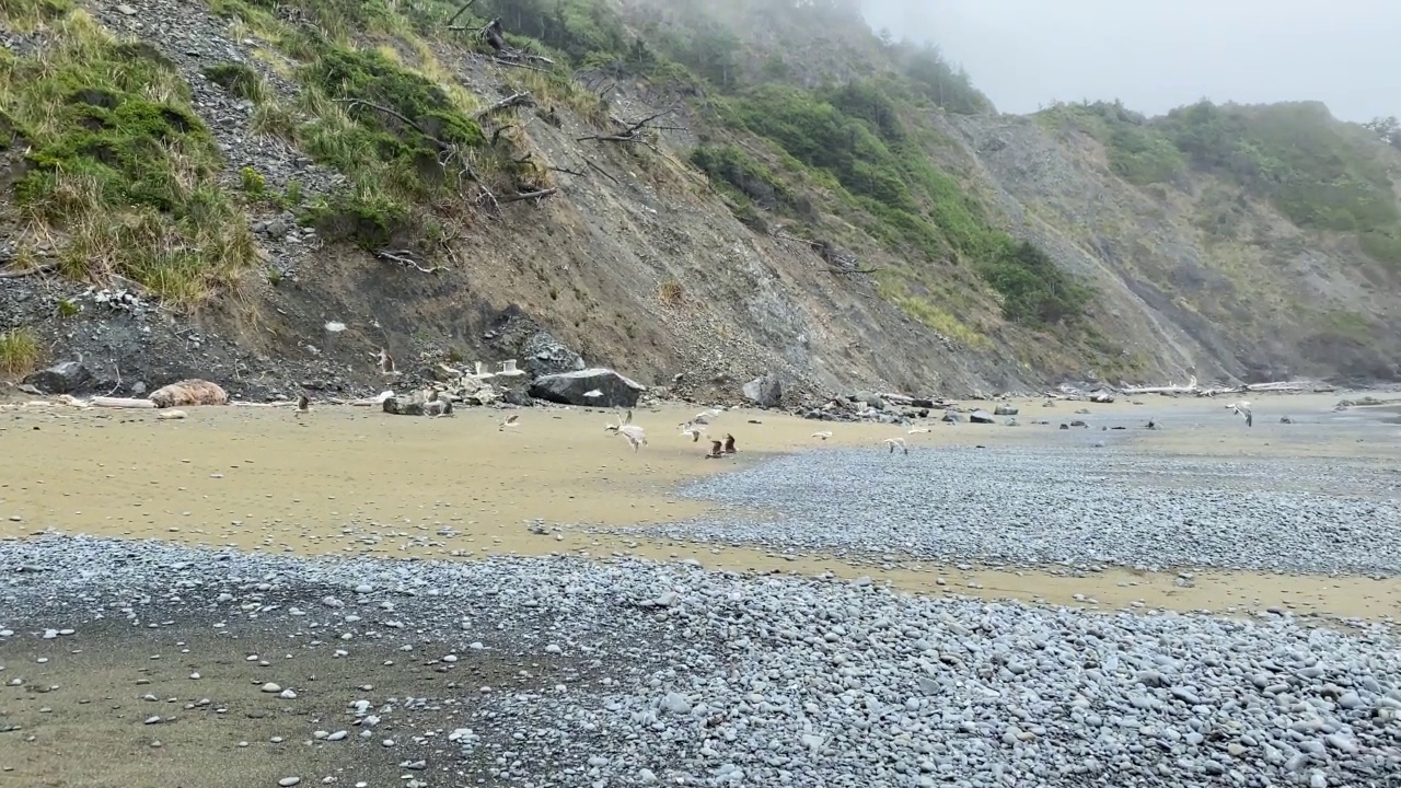 海鸥飞海岸线海浪海鸥飞涨潮海边视频视频下载