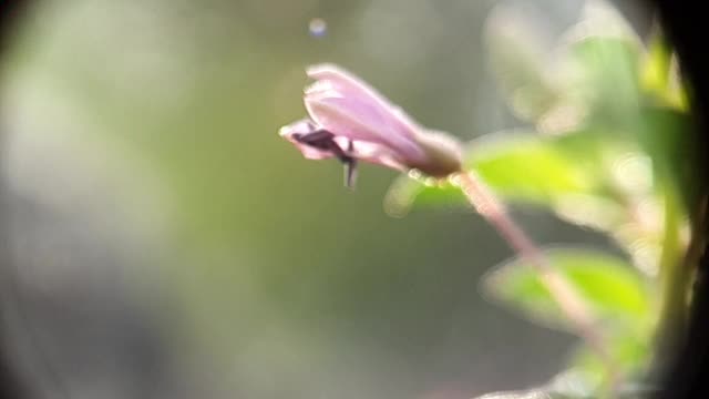 (慢镜头)飞行的蜜蜂带着花粉从紫色的花上采集花蜜。文件2视频下载