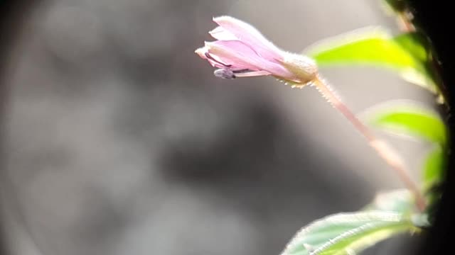 (慢镜头)飞行的蜜蜂带着花粉从紫色的花上采集花蜜。文件1视频下载