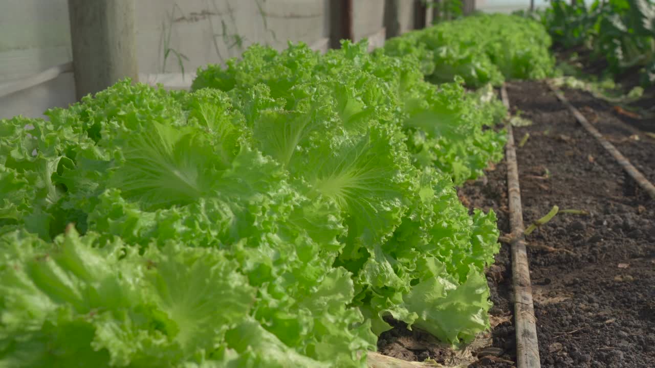 行生菜。
一排排通向温室的莴苣视频素材