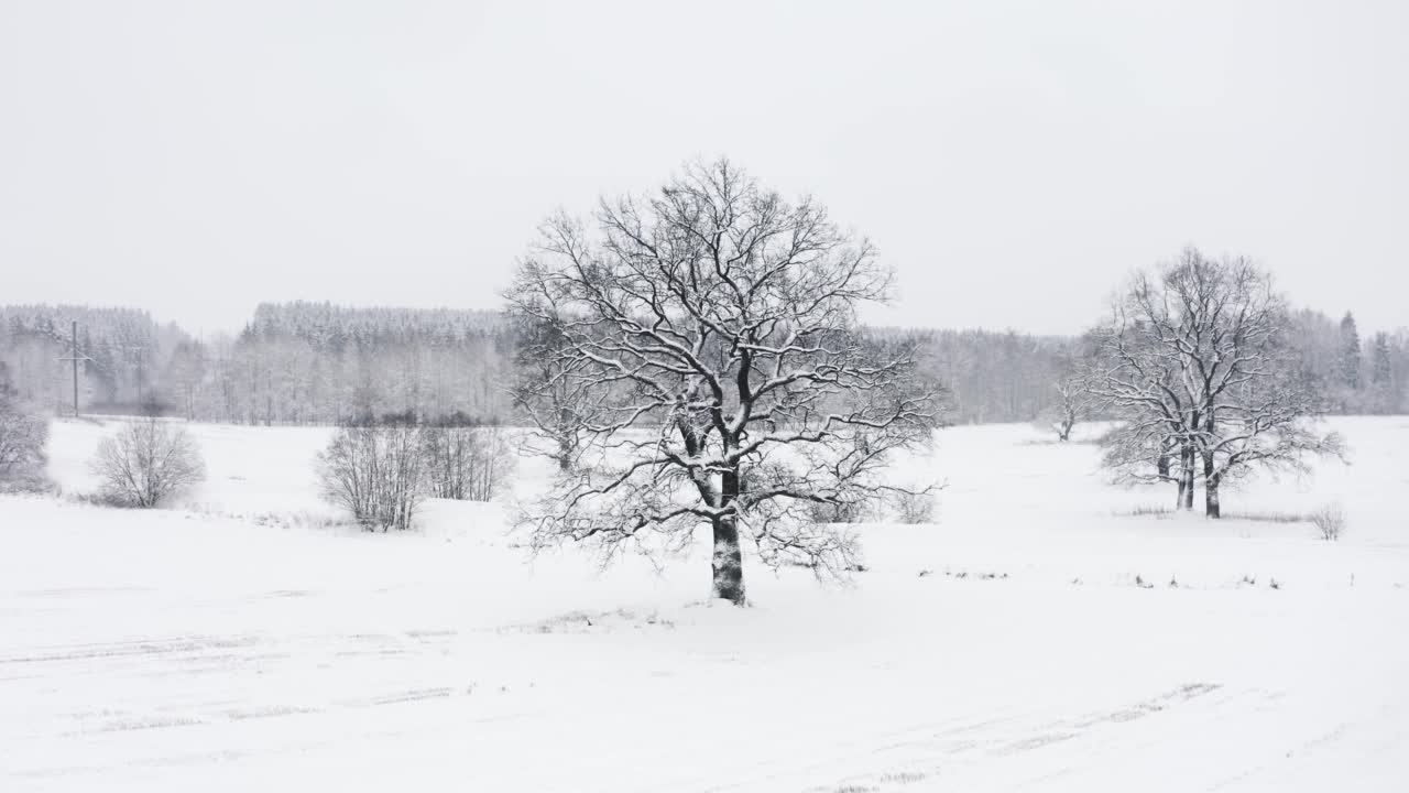 空中，无人机在冬天下雪时孤独的橡树周围飞行，地平线上雪白的田野和森林。没有叶子的树枝被雪覆盖。在冰冻的光秃秃的树枝上飞行视频素材