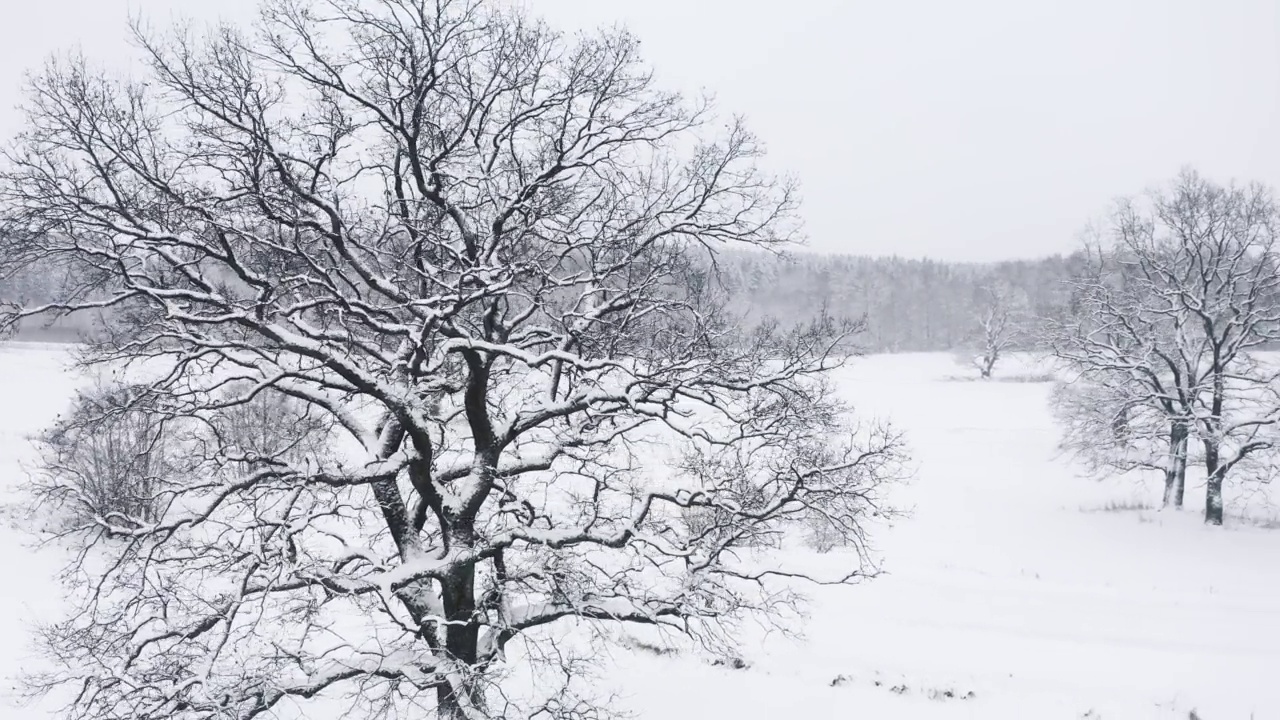 空中，无人机在冬天下雪时孤独的橡树周围飞行，雪白的田野。没有叶子的树枝被雪覆盖。在冰冻的光秃秃的树枝上飞行视频素材