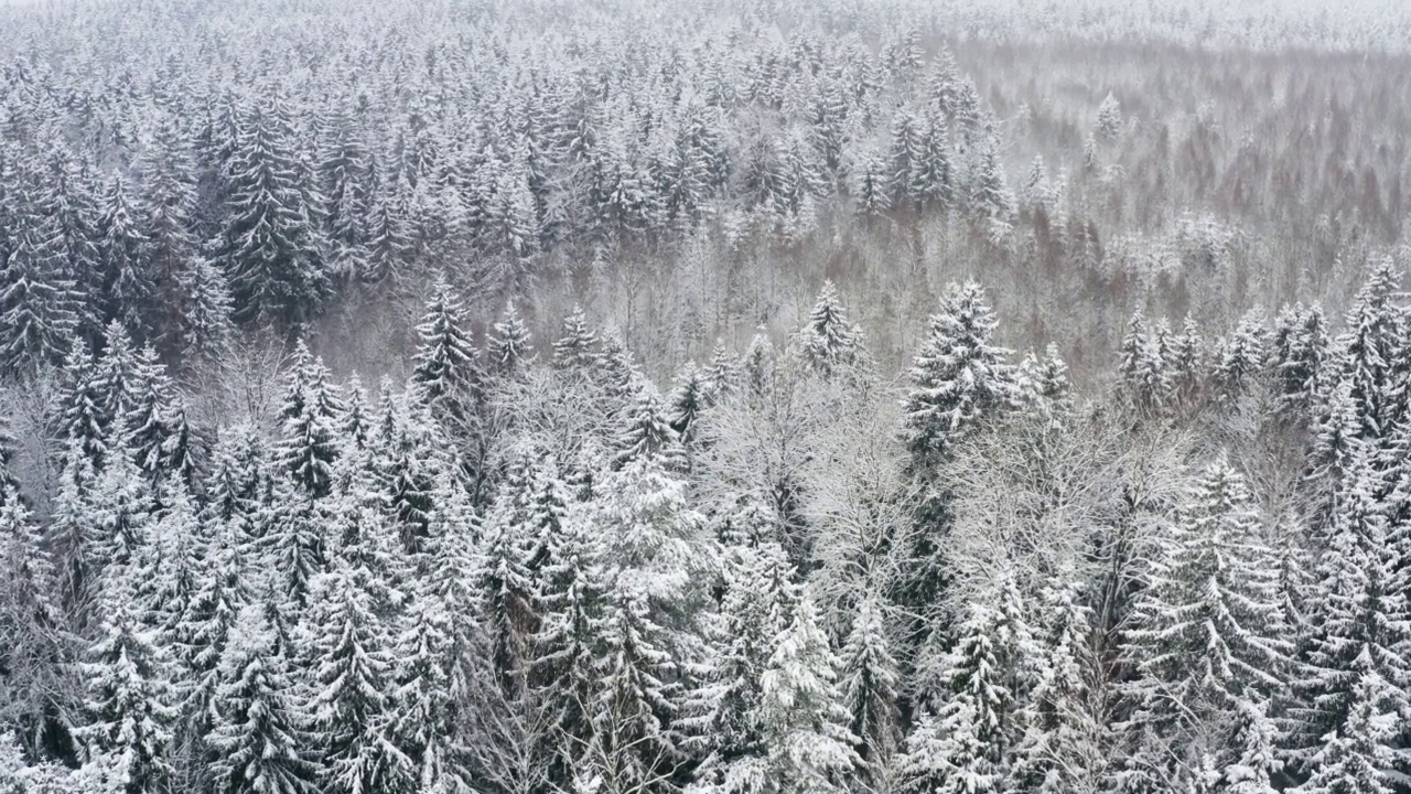 空中风景如画的冰冻森林和白雪覆盖的松树。俯视图飞越美丽的冬季林地在降雪。无人机高高地飞过树梢。飞越白林视频素材