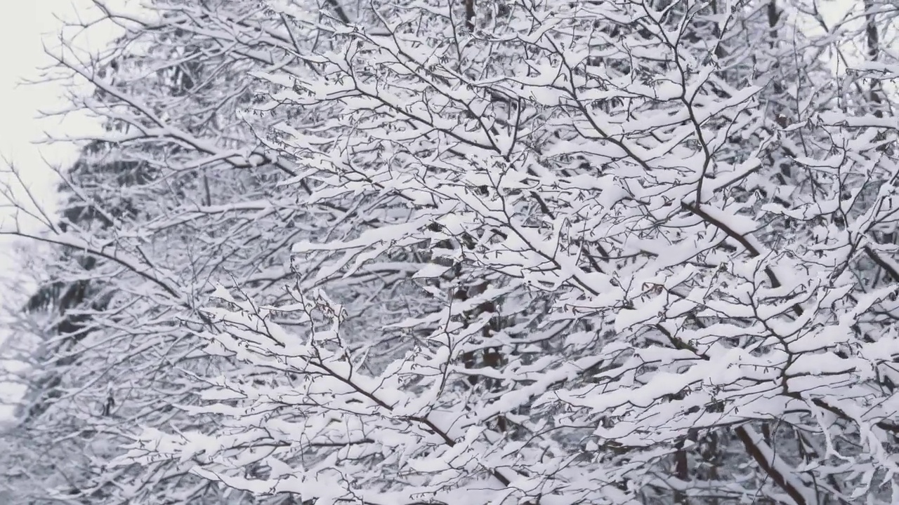 特写镜头的树的裸露的树枝覆盖着雪，冰冻的森林被雪覆盖的树。美丽的冬季林地在下雪。万向节镜头白色的树林和飘落的雪花视频素材