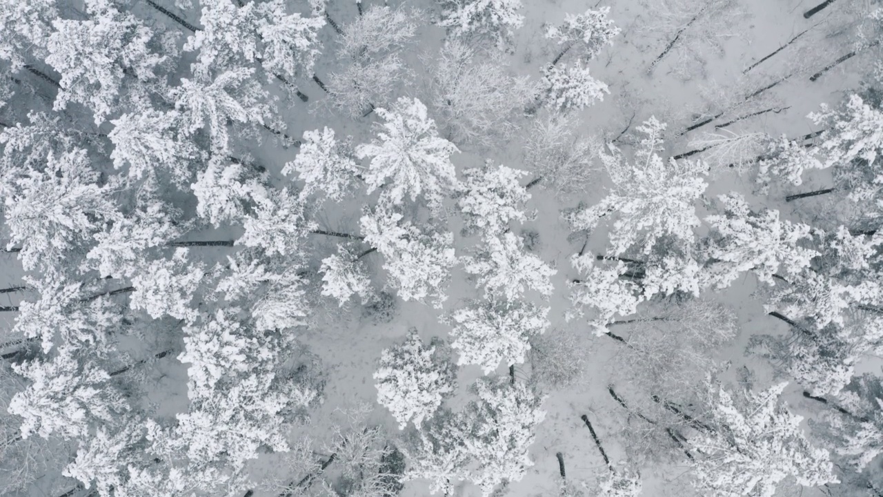 在冰雪覆盖的松树林中的空中飞行。从上到下的观点飞越仙境冬季林地降雪。无人机穿过白云飞过树梢。雪花纷纷落下视频素材