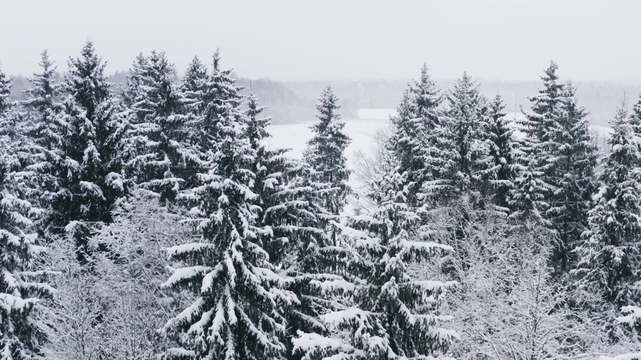 空中风景如画的冰冻森林，覆盖着白雪的云杉和松树。俯视图飞越冬季林地降雪。无人机飞过树梢。雪花纷纷落下。飞越白林视频素材