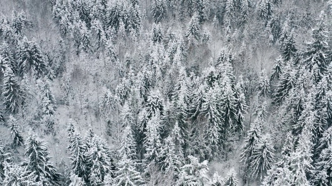 空中风景如画的冰冻森林，覆盖着白雪的云杉和松树。俯视图飞越冬季林地降雪。无人机飞过树梢。雪花纷纷落下。飞越白林视频素材