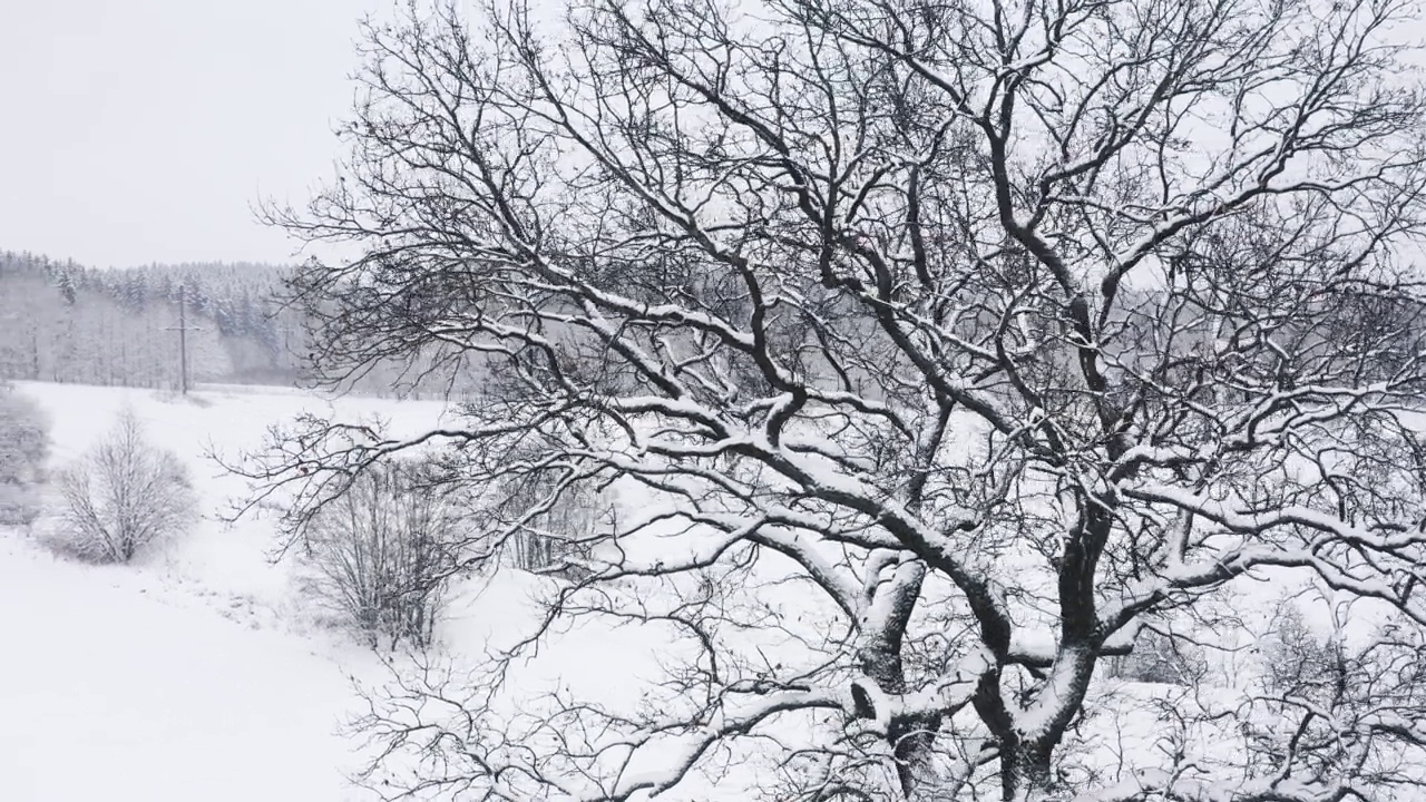 空中，无人机在冬天下雪时孤独的橡树周围飞行，雪白的田野。没有叶子的树枝被雪覆盖。在冰冻的光秃秃的树枝上飞行视频素材