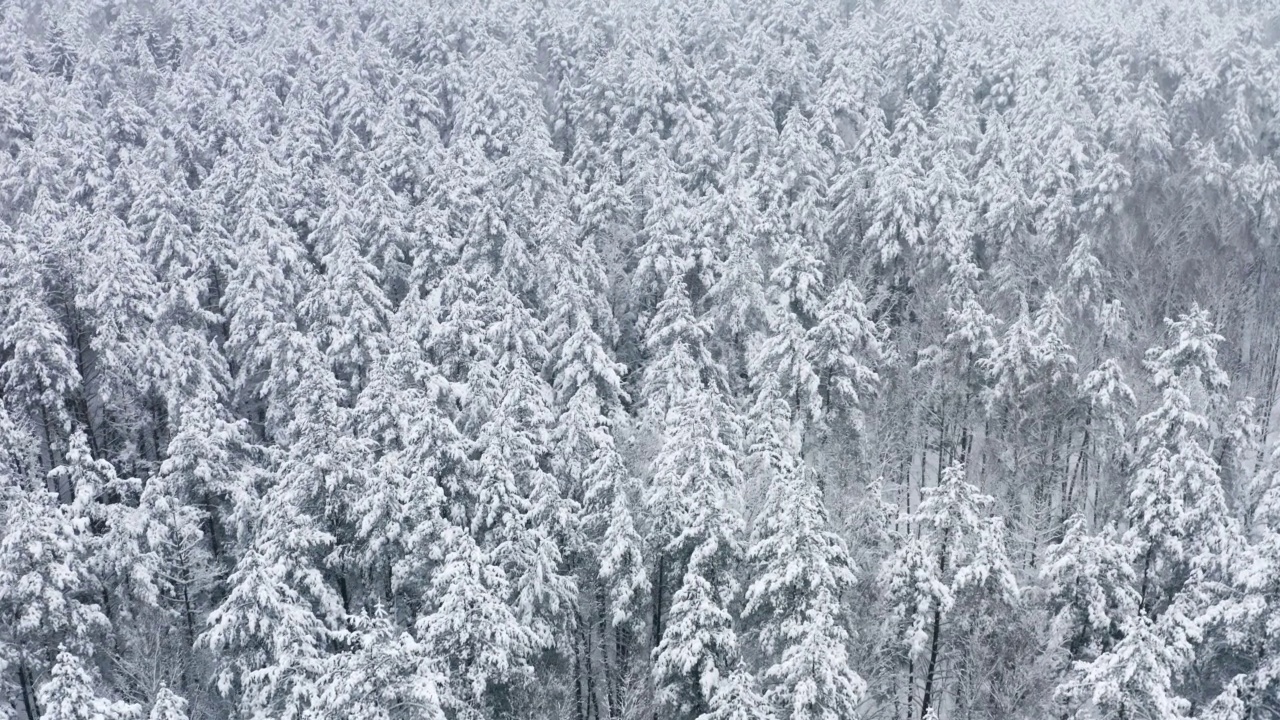 空中风景如画的冰冻森林，覆盖着白雪的云杉和松树。俯视图飞越冬季林地降雪。无人机飞过树梢。雪花纷纷落下。飞越白林视频素材