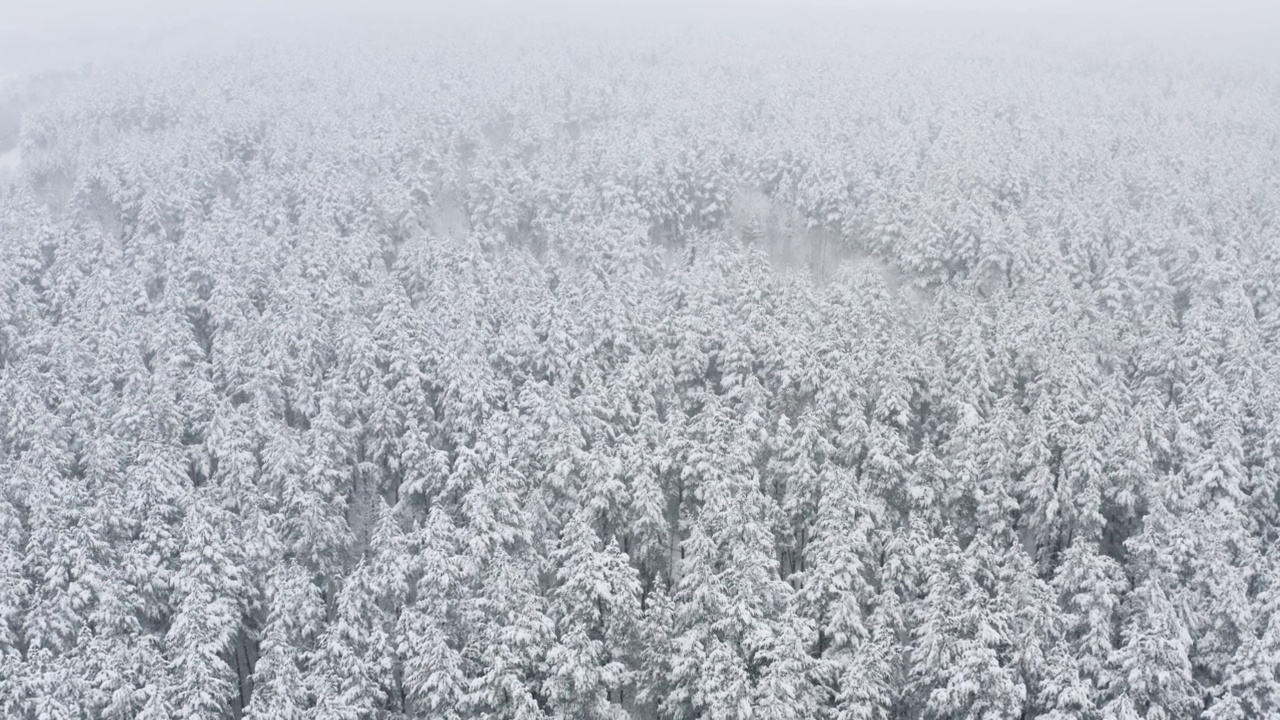 空中风景如画的冰冻森林和白雪覆盖的松树。俯视图飞越美丽的冬季林地在降雪。无人机高高地飞过树梢。飞越白林视频素材