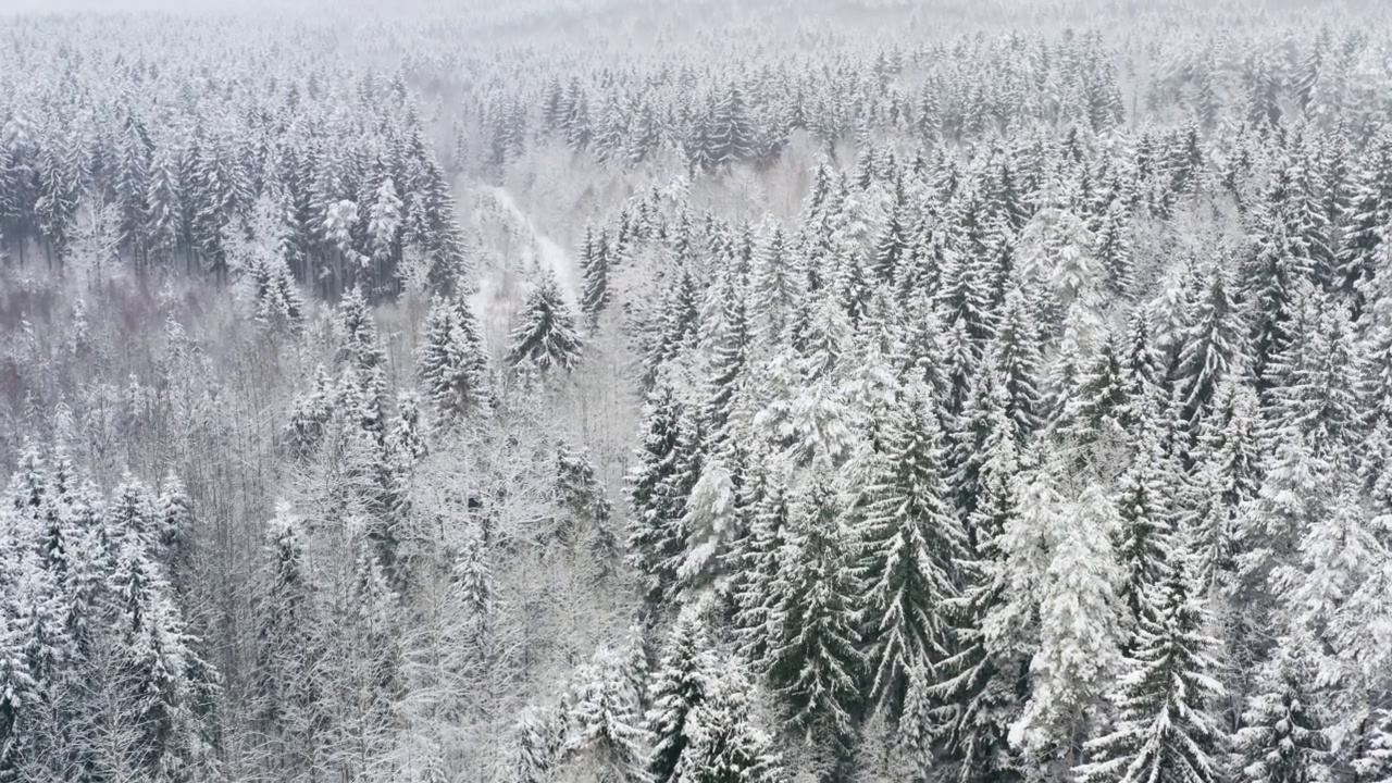 空中美丽的冰冻森林，积雪覆盖的云杉和松树。俯视图飞越冬季林地降雪。无人机飞过树梢。雪花纷纷落下。飞越白林视频素材