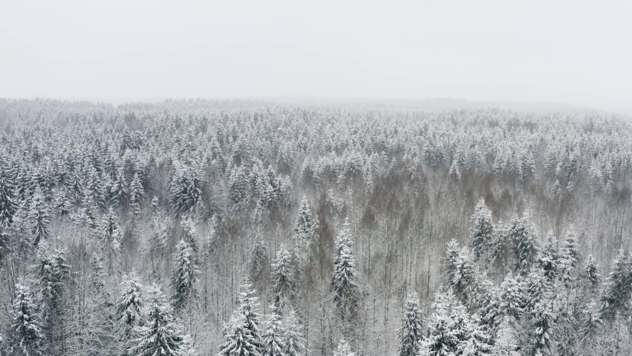 空中风景如画的冰冻森林，覆盖着白雪的云杉和松树。俯视图飞越冬季林地降雪。无人机飞过树梢。雪花纷纷落下。飞越白林视频素材