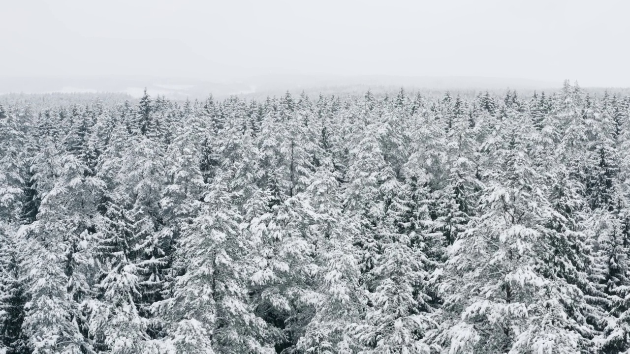 空中风景如画的冰冻森林，覆盖着白雪的云杉和松树。俯视图飞越冬季林地降雪。无人机飞过树梢。雪花纷纷落下。飞越白林视频素材