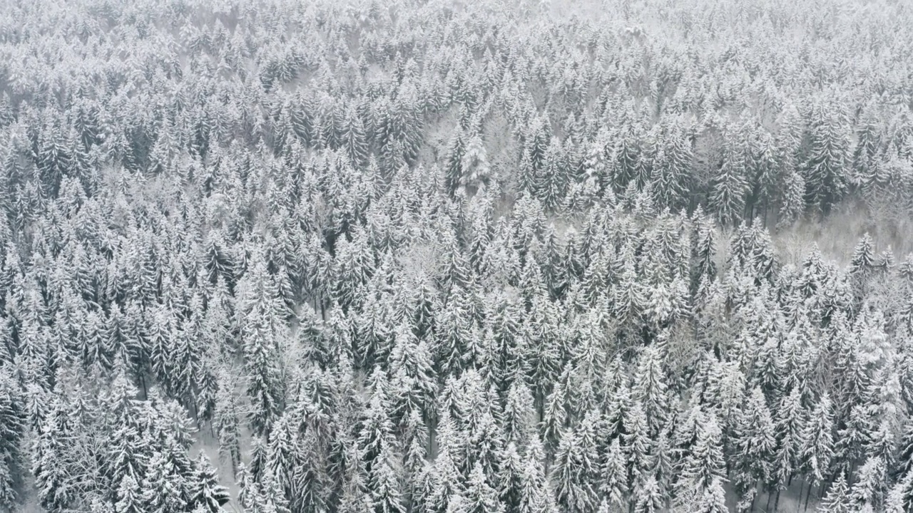 空中风景如画的冰冻森林，覆盖着白雪的云杉和松树。俯视图飞越冬季林地降雪。无人机飞过树梢。雪花纷纷落下。飞越白林视频素材