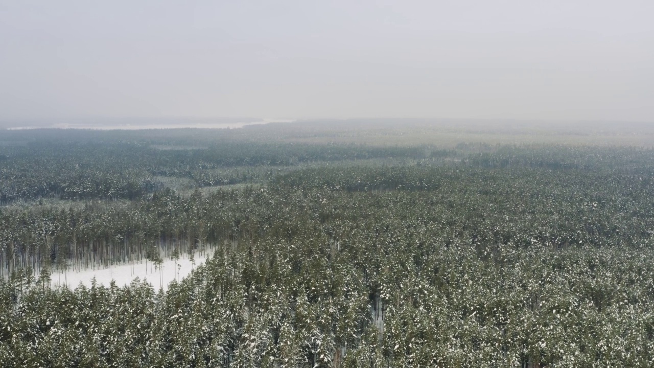 空中风景如画的森林，白雪覆盖的云杉和松树。俯视图飞越美丽的冬季林地。无人机高高地飞过树梢。飞过白色的树林。雾在地平线视频素材