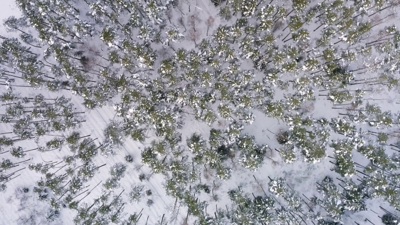 空中风景如画的冰冻森林和白雪覆盖的松树。从上往下看，飞越美丽的冬季林地。无人机高高地飞过树梢。飞越白林视频素材