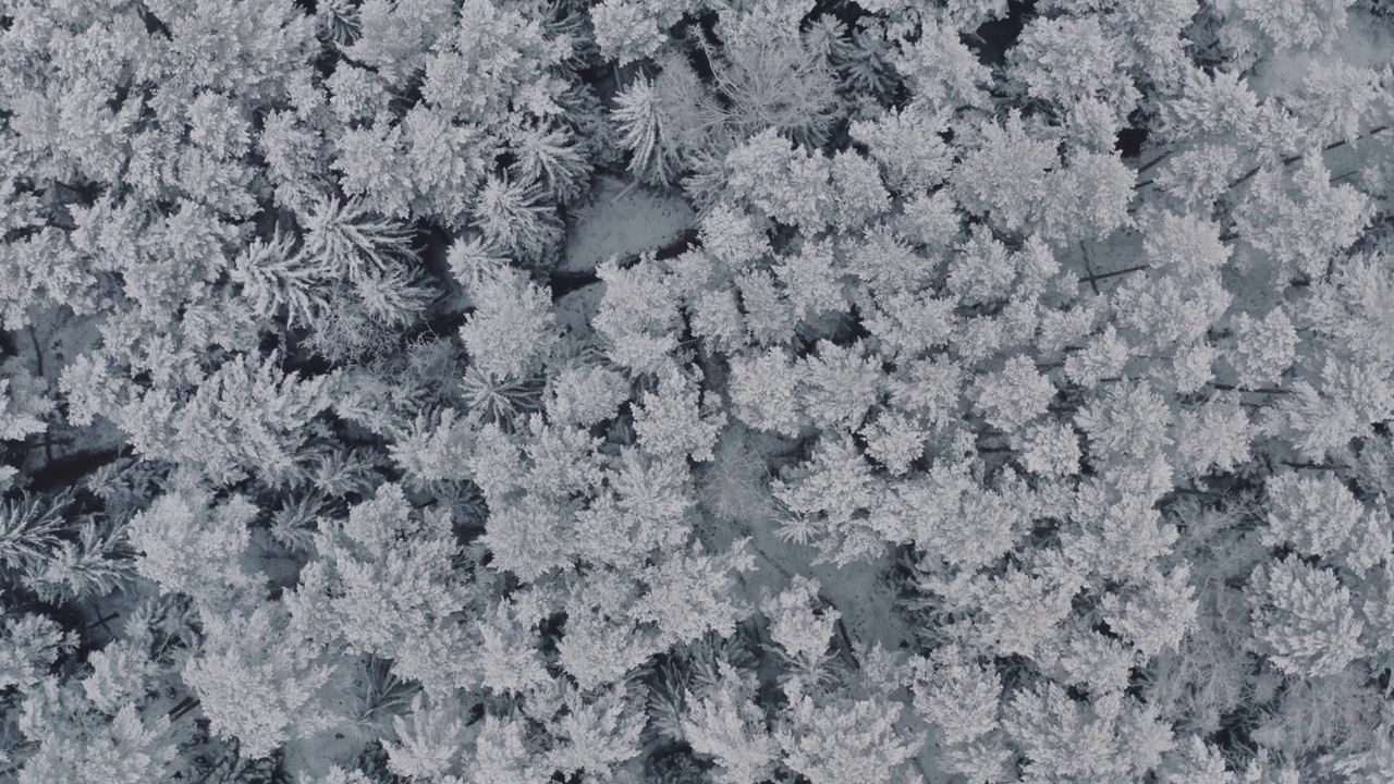 鸟瞰冰雪覆盖的云杉和松树的冰冻森林。从上往下看，飞越美丽的冬季林地。冰冻的树梢，俯视图相机飞过雪景。飞越白林视频素材