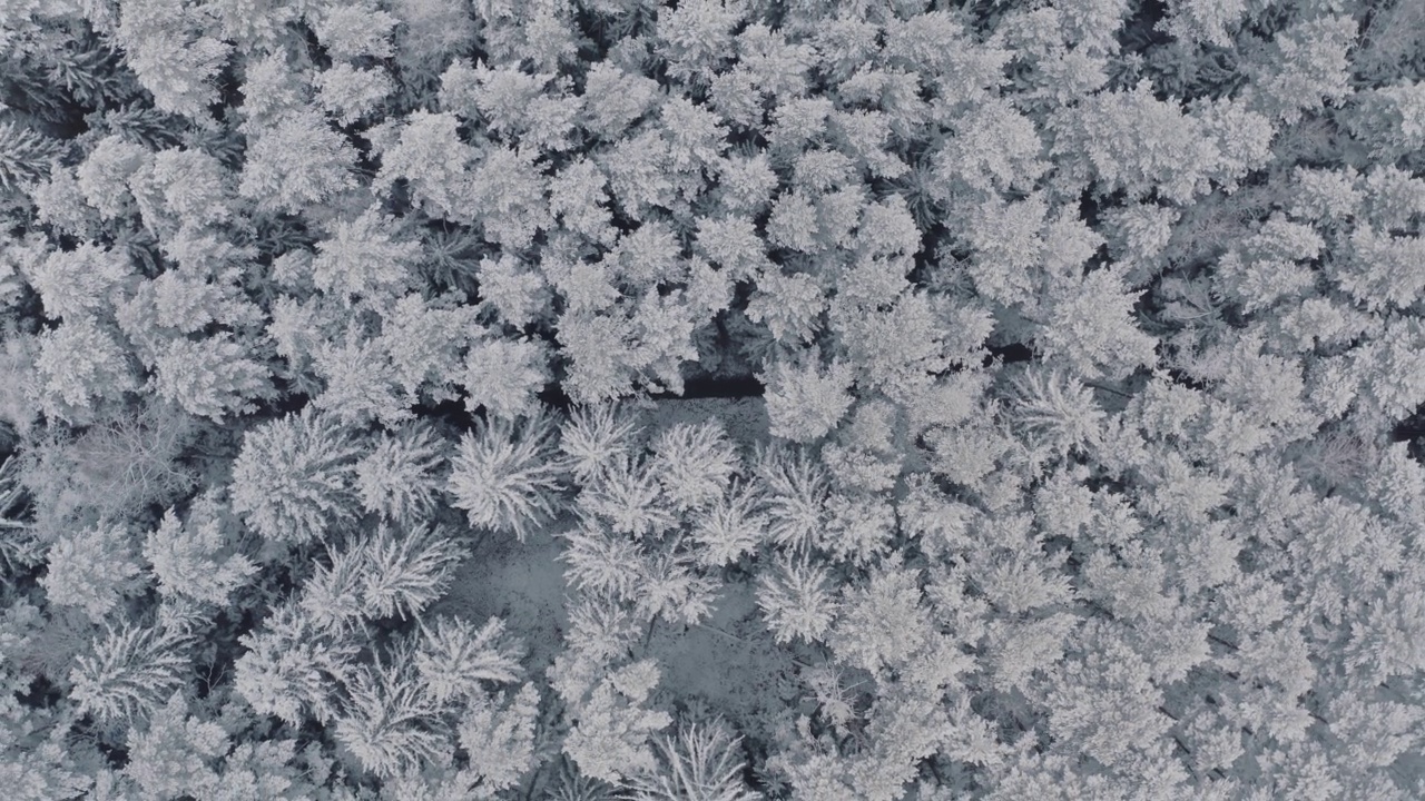 鸟瞰冰雪覆盖的云杉和松树的冰冻森林。从上往下看，飞越美丽的冬季林地。俯视图相机飞越雪景。飞行在云层视频素材