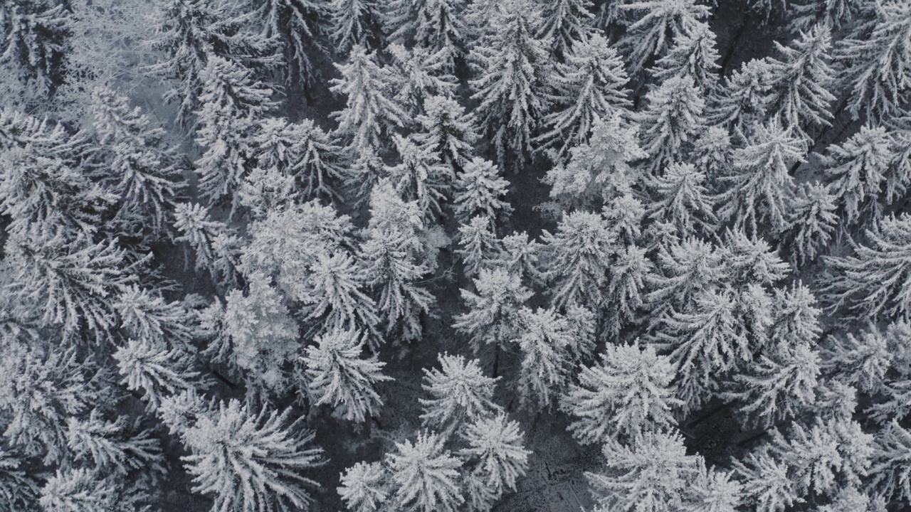 鸟瞰冰雪覆盖的云杉和松树的冬季森林。俯视图飞越美丽的冬季林地。冰冻的树梢，镜头掠过雪景。飞越白林视频素材