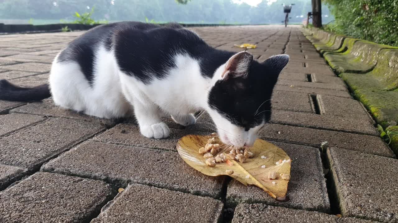 用干树叶喂街上的猫视频下载