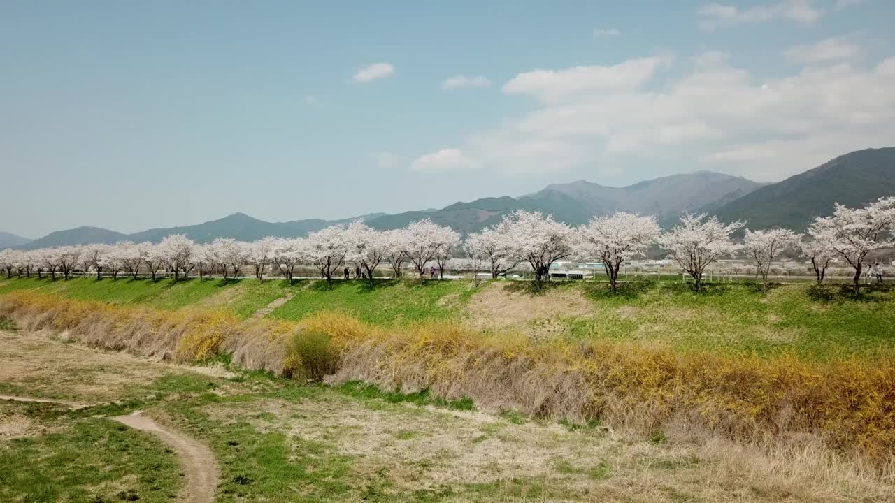 春天，樱花盛开的长廊——大桥、隧道、农田和山/求礼郡，韩国全罗南道视频素材