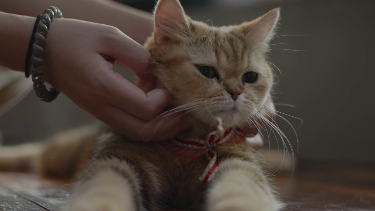 人类与可爱的猫玩的特写手，慢动作拍摄视频素材