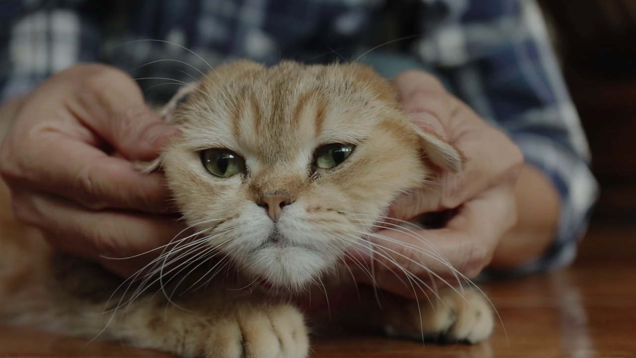 近距离拍摄人类和可爱的猫玩的手。视频素材