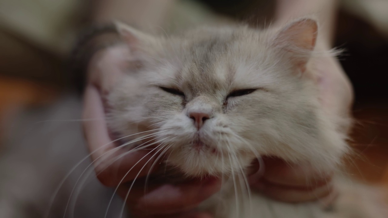 人类与可爱的猫玩的特写手，慢动作拍摄视频素材