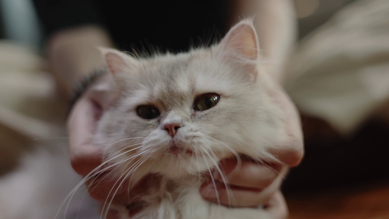 人类与可爱的猫玩的特写手，慢动作拍摄视频素材